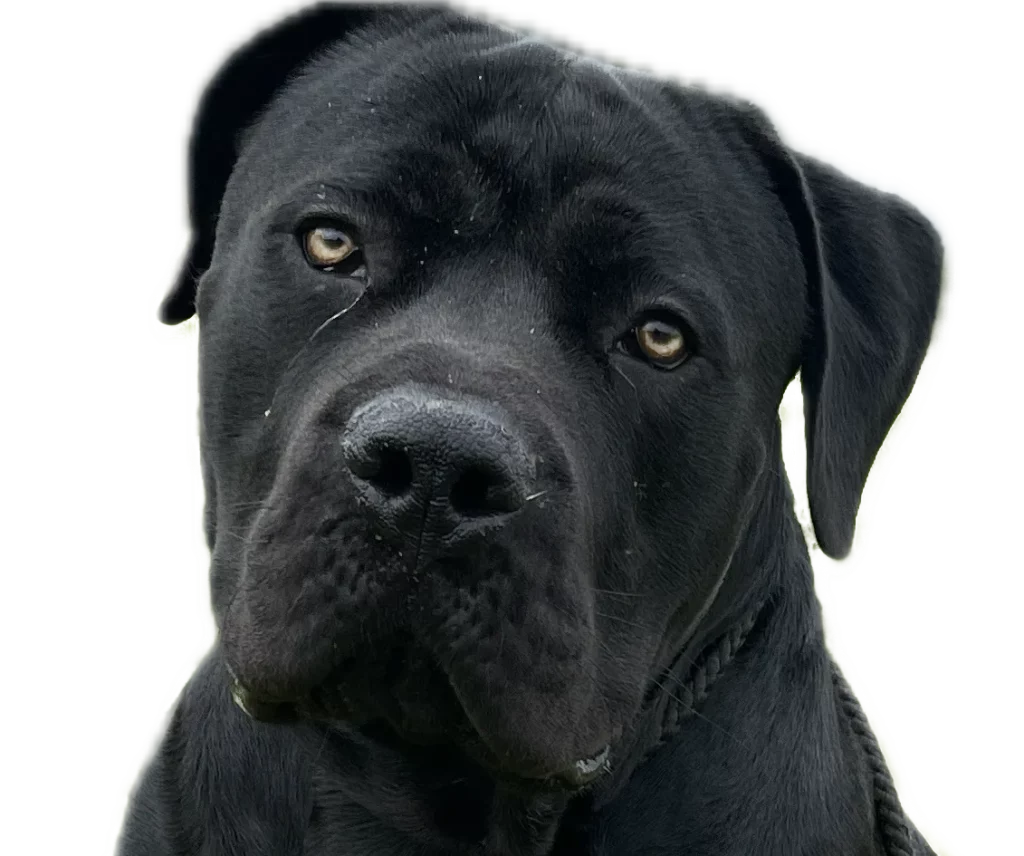 Meech the Boerboel